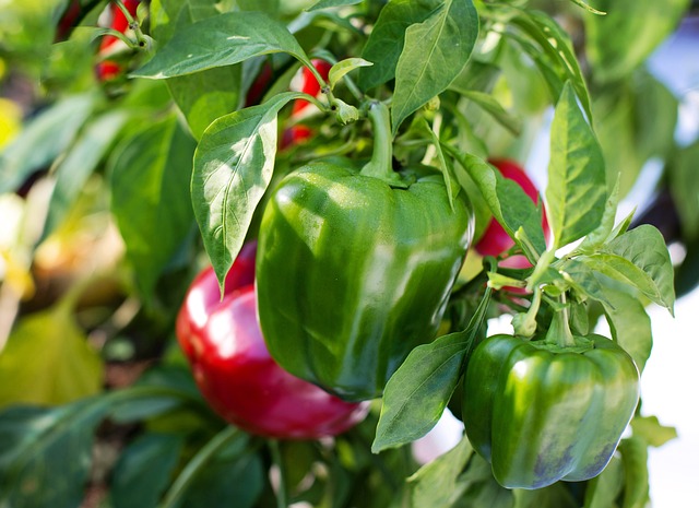 bell-peppers-2