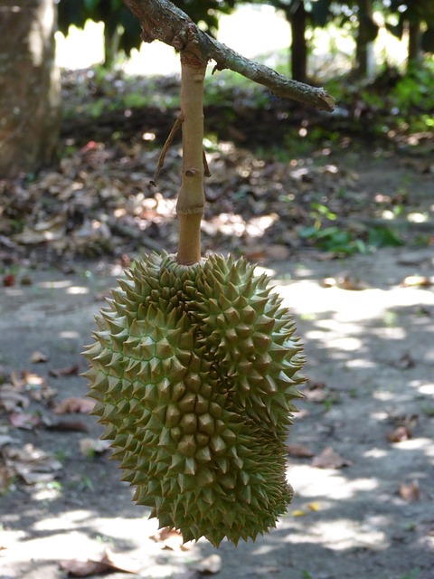 durian-2