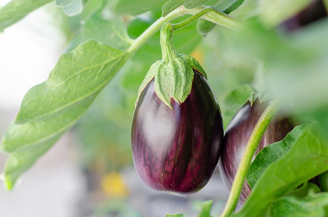 eggplant-4